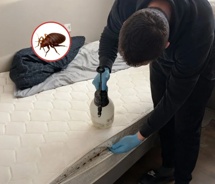 Technicien traitant un matelas contre les punaises de lit à Orphin